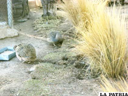 Nuevos y mejores ambientes para las perdices del Zoológico Andino Municipal de Oruro