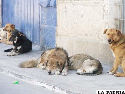 Muchos perros callejeros deambulan por las calles de Oruro