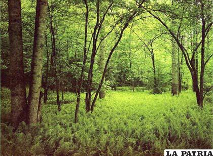Instituto de Investigaciones Forestales de Nigeria fue premiado por las labores relacionadas con la gestión y la preservación del medio ambiente