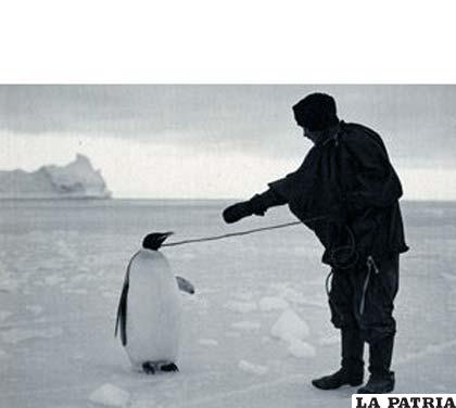 El equipo pasó meses observando colonias de pingüinos exploradores