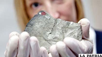 Este fósil sirvió de prueba para la teoría de que los continentes formaban parte de una sola masa prehistórica