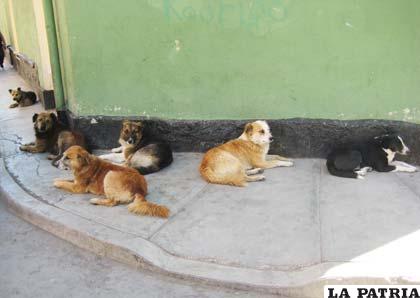 Es recomendable cuidar a las mascotas, que pueden ser confundidas con perros callejeros