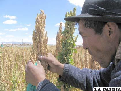El “grano de oro” se cultiva en el altiplano orureño