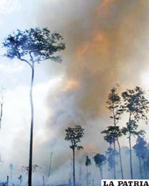 Los científicos están compilando datos para predecir incendios en 2012. Foto: gentileza Doug Morton