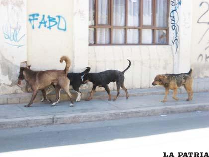 Perros callejeros principales transmisores de rabia canina