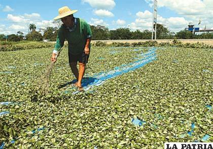 No se dejará plantar coca ilegal en parques nacionales