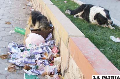 Basura un problema que no encuentra solución
