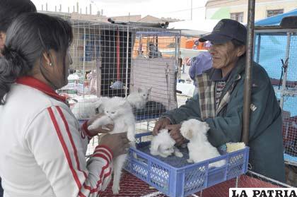 En sectores de venta de animales ya no se ven animales silvestres, pero sí maltrato a las mascotas