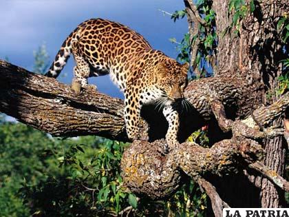 El leopardo, uno de los felinos más poderosos