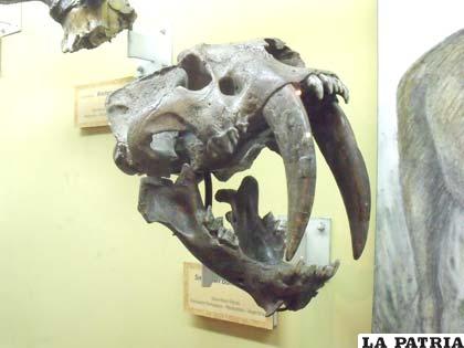 Cráneo del temible tigre dientes de sable