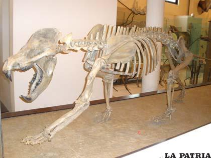 Esqueleto del prehistórico perro oso