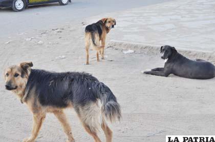Los casos de rabia canina se incrementan en Oruro