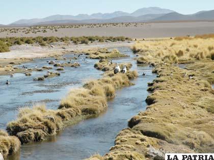 El Silala proviene de 94 ojos de agua que afloran en territorio boliviano (boliviateamo)