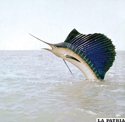 El pez vela tiene un cuerpo hidrodinámico y musculoso