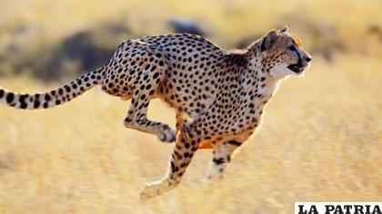El guepardo, un atlético animal