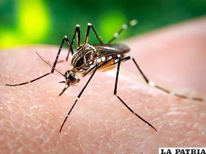 Aedes aegypti, mosquito transmisor del dengue