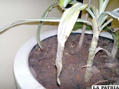 Cuando a una planta le falta riego, sus hojas se le secan, especialmente las puntas y los bordes