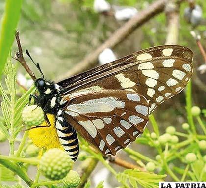La mariposa Papilionidae
