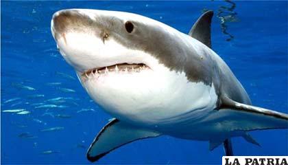 El gran tiburón blanco, que llega a medir hasta 5,5 metros de longitud