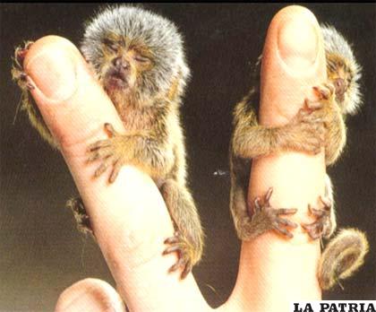 El tití pigmeo, también llamado mono de bolsillo