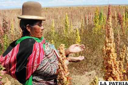 Oruro será sede de la clausura del Año Internacional de la Quinua