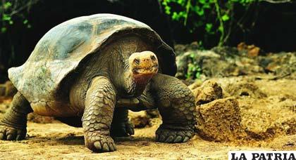 Las tortugas están sometidas a un estrés tremendo por la presencia de turistas que invaden su hábitat