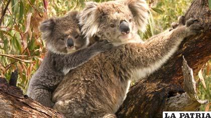 La población de koalas es afectada por un tipo de clamidia