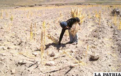Sequía afecta cosecha de quinua 