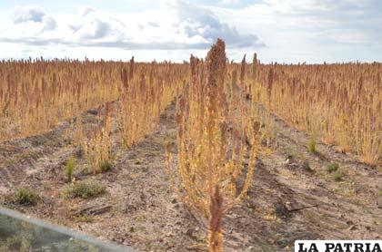 Se prevé estructurar políticas que coadyuven con la producción de quinua