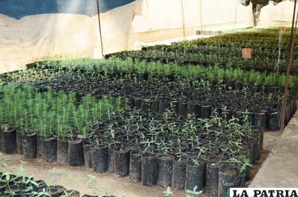 La plantación de árboles debe ser una prioridad