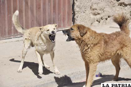 Personas deben entender que las mascotas son para criarlas dentro la casa