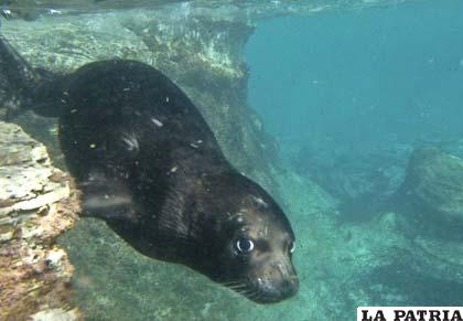 Se trata del primer hallazgo de este tipo en más de 140 años en la familia moderna de focas