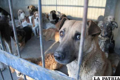 Las sanciones para quienes maltraten a animales pueden llegar a ser de hasta 6 años de cárcel