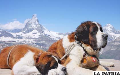 Raza de perro originaria de los Alpes suizos y del norte de Italia