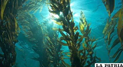 Las algas se alimentan de luz y CO2, pudiendo transformarse en combustible
