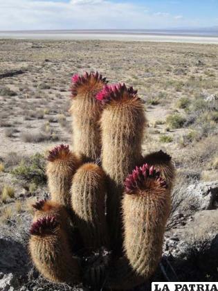 Los cactus dominan la fauna en la Isla de Panza