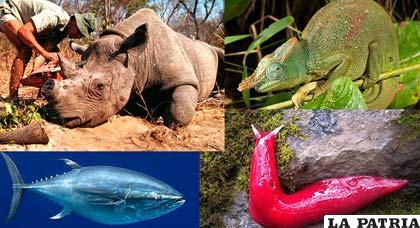 Algunas de las especies en peligro de extinción