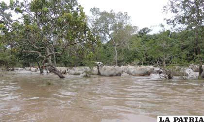 Alertan sobre posibles inundaciones en el departamento del Beni