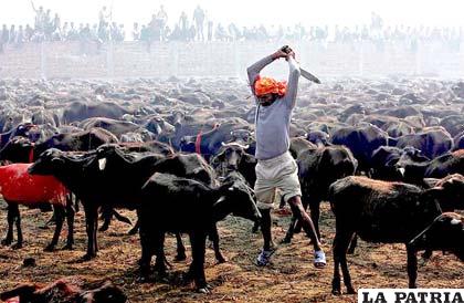 Medio millón de animales se sacrificarán en el Festival de Gadhimai en Nepal
