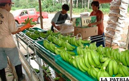 La venta de bananas al exterior, tuvo un incremento en valor del 4% /ANF