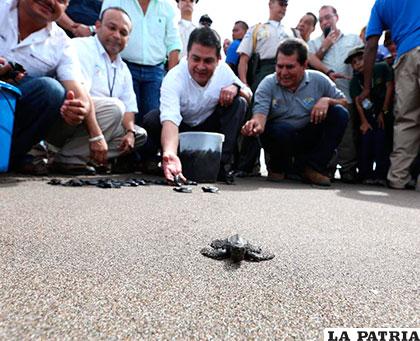 Las tortugas fueron liberadas cerca de las playas de Cedeño