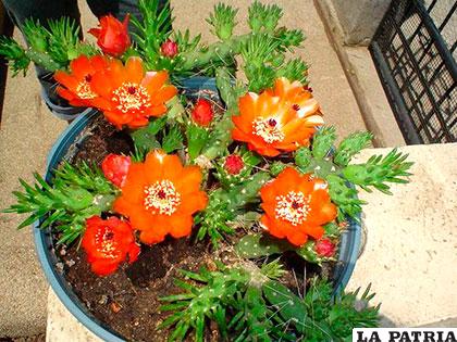 Impacta la intensidad de colores en las flores de los cactus