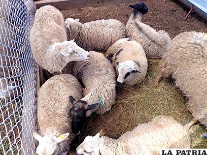 Inseminación artificial de ovinos mejora calidad de carne y leche 