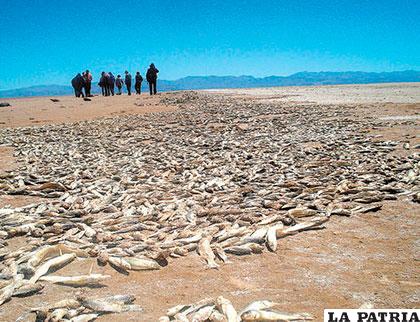 Millones de peces murieron el año pasado en el lago Poopó