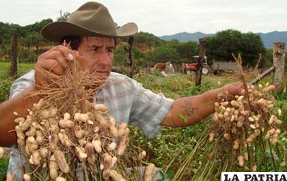 El maní fue producido en municipios de Mizque, Aiquile, Villa Serrano y Padilla 
de Cochabamba /ANF
