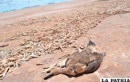 Desastre ambiental que mató a miles de peces y aves en el lago Poopó
