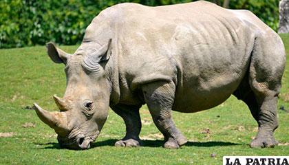 Este tipo de rinocerontes se cree que está prácticamente extinto en la naturaleza