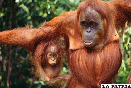 Hay más de 703 especies y subespecies de primates en el mundo