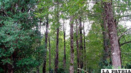 Los bosques a través del proceso de fotosíntesis capturan CO2 y liberan oxígeno