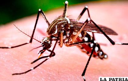 El mosquito que transmite el zika /ANF